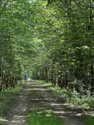 The image displays an unpaved woodland path cutting through a dense forest. The path, composed of earth and small stones, extends into the distance, appearing to slightly curve and narrow. A dense canopy of vibrant green deciduous foliage forms a natural tunnel overhead, allowing bright, dappled sunlight to filter through and cast irregular patterns of light and shadow across the path and surrounding undergrowth. Tall, slender tree trunks line both sides of the path, closely packed. The forest floor adjacent to the path features a mix of grasses and low-lying bushes. No individuals, animals, or man-made objects are present in the visible portion of the scene. The overall environment suggests a secluded natural setting, consistent with forested areas in Junglinster, Luxembourg.