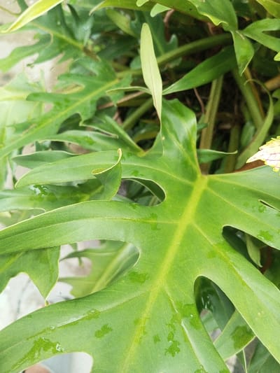 The image displays a close-up, top-down view of dense green foliage, specifically featuring several large, deeply lobed leaves from a tropical plant, consistent with a *Thaumatophyllum bipinnatifidum* (formerly *Philodendron selloum*). The primary leaf in the foreground is a vibrant green with distinct yellow-green veins and irregularly incised margins. Numerous clear water droplets are visible on the surfaces of these leaves, suggesting recent precipitation or watering. The background consists of out-of-focus green stems and leaves, indicating a lush, overgrown environment. No human subjects, animals, or artificial objects are present. This scene is observed in Ciherang, Indonesia.