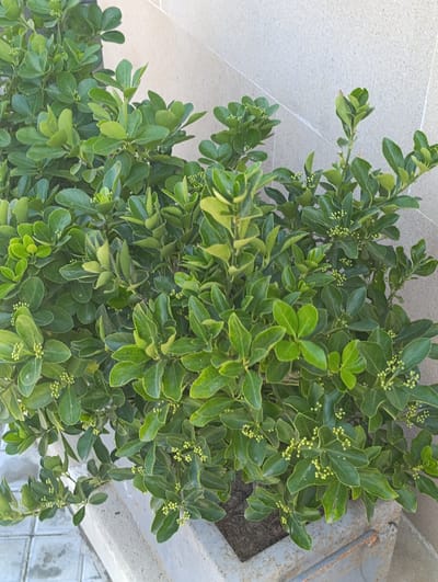 A green bush with small, light green buds is growing in a concrete planter. The planter is located outdoors, next to a textured beige wall and on a surface with square paving stones. The bush is densely packed with leaves and branches, and its leaves are dark green with some lighter green variegation. The buds are clustered along the stems and at the tips of branches. The lighting suggests it is daytime.