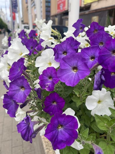 The media file is a close-up, vertical, full shot of a planter filled with blooming petunias. The flowers are a mix of vibrant purple and crisp white, with some in focus and others softly blurred in the background. The purple flowers are a rich, deep hue, while the white ones are pure and bright, creating a striking contrast. The petunias are in various stages of bloom, with some fully open and others still developing. Their petals have a delicate, slightly ruffled texture, and their centers reveal dark stamen. The green foliage of the plants is visible, providing a lush backdrop.

The scene appears to be outdoors, likely in a public space given the blurred background elements which suggest a street or walkway with buildings and possibly shops. The lighting suggests it is daytime, with natural light illuminating the flowers. There are no people or animals visible in the frame.

Notable details include the textured petals of the flowers, the contrast between the purple and white varieties, and the lush green foliage. The image's composition emphasizes the beauty and detail of the flowers, creating a sense of natural abundance and charm. The overall mood is serene and visually appealing, highlighting the simple beauty of nature.

There is no visible text within the media file. The location context provided is Voronezh, Russia.