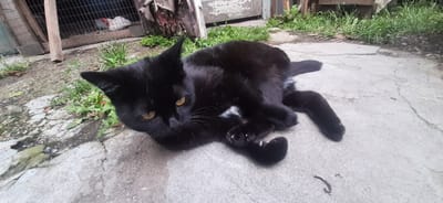 A black cat with yellow eyes is lying on a cracked concrete surface. The cat has a small patch of white fur on its chest. The cat's paws are visible, with its claws slightly extended. In the background, there is a wooden enclosure with a wire mesh, and two white chickens are visible inside. There is also some green grass and debris on the ground. The scene appears to be in an outdoor area, possibly a backyard or farm, in the city of Yessentukskaya, Russia.
