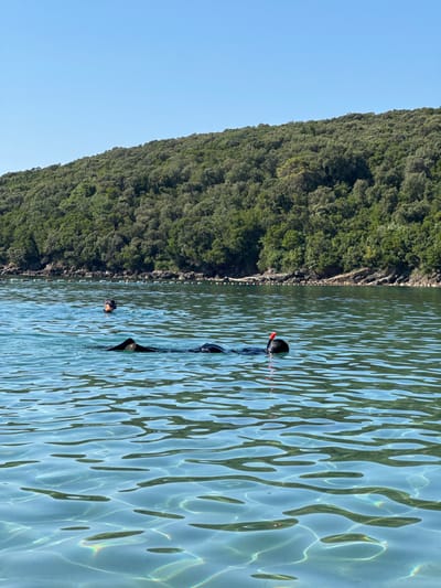 The image depicts a clear, calm body of water in Prijevor, Montenegro, under a bright blue sky. The water is transparent, revealing the sandy bottom and aquatic vegetation in shallow areas. Sunlight refracts through the water, creating shimmering patterns on the surface. In the mid-ground, two individuals are snorkeling. The person closer to the viewer is wearing a black full-body wetsuit and a black mask with a red snorkel. This individual is swimming horizontally in the water, with their head and snorkel visible above the surface. Further in the background, another snorkeler is visible, with only their head and mask above the water. The background is dominated by a lush, green, tree-covered hillside, with rocky shores along the waterline. A series of white buoys with red tops are spaced out in a line across the water, possibly marking a swimming area or boundary. The overall scene conveys a serene and pleasant outdoor recreational setting.
