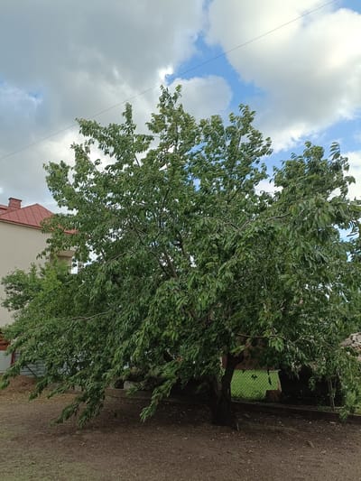 A mature, leafy tree stands in the foreground of a residential yard in Ciechanowiec, Poland. The tree's branches droop towards the ground, laden with green foliage. Behind the tree, a light-colored building with a red-tiled roof is visible to the left. A wire runs diagonally across the upper portion of the frame. The ground is covered in dirt and some dry leaves. A chain-link fence can be seen behind the tree, separating the yard from a grassy area. The sky above is partly cloudy with patches of blue.
