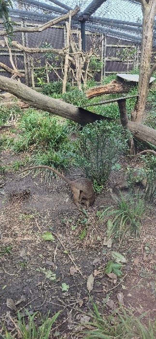 This image depicts an outdoor animal enclosure, likely located within a zoological park in Saint-Mandé, France. The scene features two small, light brown, long-tailed mammals, consistent with lesser anteaters (tamanduas).
In the bottom center of the frame, one mammal is positioned low to the ground, appearing to be actively foraging or digging in the reddish-brown dirt, with its head largely obscured by its body. Its distinctive long, slender tail extends straight back to the left. A second, similar mammal is partially visible to the immediate right of the first, mostly obscured by a small green bush, with only its upper back and head discernible, facing towards the right.
The ground of the enclosure consists of loose dirt, interspersed with patches of green grass and scattered dry leaves and twigs. Several small, dense green bushes are distributed across the mid-ground. The enclosure's structure includes numerous bare, multi-branched trees and large, thick, light-colored wooden branches arranged horizontally and vertically, providing climbing and resting opportunities. A prominent horizontal branch extends across the mid-left to mid-center of the image. To the right, a wooden platform is visible, supporting another segment of a thick branch. The background and overhead area of the enclosure are enclosed by a dark, fine-mesh netting supported by dark metal posts and lighter wooden framework, partially visible against a bright, overcast sky. No human presence is observed in the image.