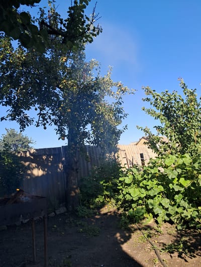 The image depicts a backyard scene in Kremenchuk, Ukraine. The foreground features a metal barbecue grill with burning wood and smoke. To the left, an apple tree is laden with fruit, its branches extending over the yard. Behind the tree, a wooden fence runs horizontally across the mid-ground. To the right, a dense patch of green plants, possibly cucumber vines, grows vigorously. In the background, a light brown building with a slanted roof is visible. The sky is clear and blue. The overall setting suggests a rural or suburban outdoor space.