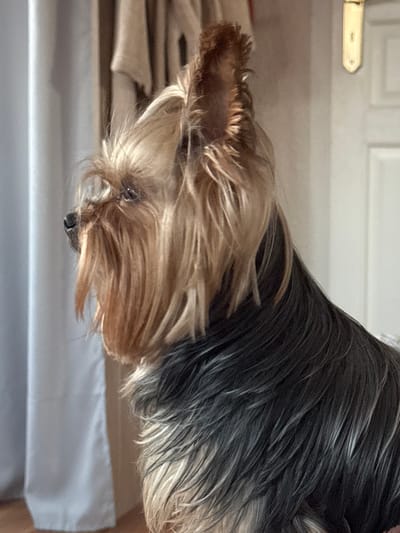 An image captures a Yorkshire Terrier dog in profile, facing left, within an indoor environment in Bischheim, France. The dog's fur is bi-colored, featuring tan and golden hues on its head, ears, and facial hair, transitioning to dark grey and black with distinct silver streaks along its body. Both ears are erect and pointed, with reddish-brown fur visible within the inner ear structures. A dark, alert eye and a dark nose are discernible. The dog maintains a stationary posture, gazing towards the left. The background to the left features a light grey curtain or drapery. To the right, a segment of a white door with a gold-colored rectangular handle plate is visible against a light-colored wall. The scene is illuminated by an unseen light source, creating highlights on the dog's fur and the door hardware. No human subjects are present.