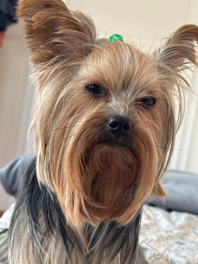 A close-up, slightly angled view shows the face of a Yorkshire Terrier dog. The dog has long, multi-toned fur of brown, tan, and black. The fur around the snout is lighter brown and obscures the mouth. The nose is black and moist. The dog has small, dark eyes. A small green hair accessory is visible in the fur on the left side of the dog's head. The background is indistinct, but shows part of a gray shirt, a white patterned blanket, and a plain white wall. No information within the image indicates a location in Bischheim, France.