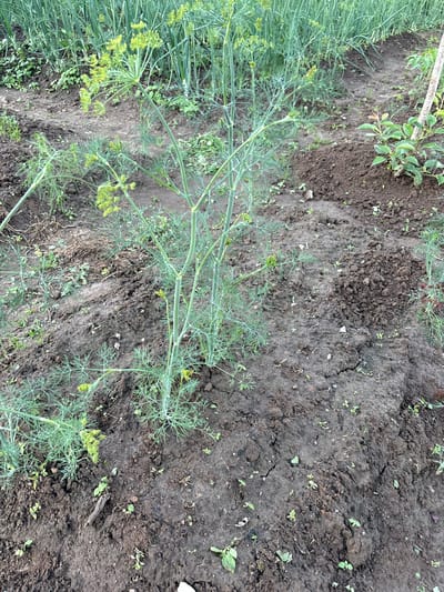 The image shows a garden bed in Відзаўскі сельскі Савет, Belarus. The focus is on a tall dill plant with yellow flowers and feathery green leaves in the foreground. The soil is dark brown and appears somewhat dry and cracked in places. There are some smaller green plants and weeds growing in the soil around the dill. In the background, there are rows of green plants, possibly onions or more dill, and a thin white pole or stake. The overall impression is a natural, outdoor scene of a cultivated garden.