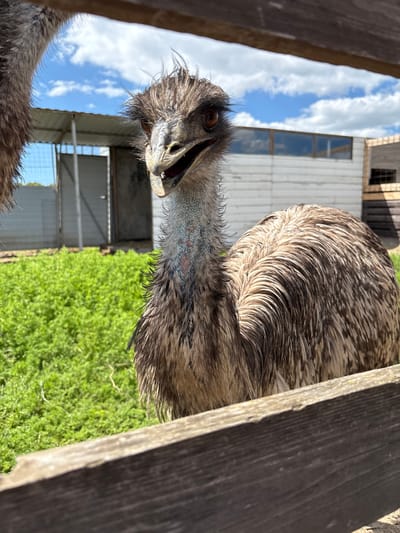 This image captures a close-up, portrait-oriented view of an emu looking directly at the camera through a wooden fence. The emu, with its shaggy brown and grey feathers, prominent dark eye, and partially open beak, dominates the center of the frame, conveying a curious or alert expression. Its long, slender neck shows patches of bluish-grey skin. Part of another emu's feathery body is visible at the bottom left.
The scene is framed by two weathered, dark wooden fence posts on the left and right. In the background, under a bright blue sky dotted with fluffy white clouds, there is a white building featuring a large window, along with another wooden structure, possibly a barn or shed. Lush green grass covers the ground behind the emu. The clear sky and strong lighting suggest it is daytime. No discernible human subjects or visible text are present. The setting appears to be an outdoor animal enclosure or farm in Gay-Kodzor, Russia.