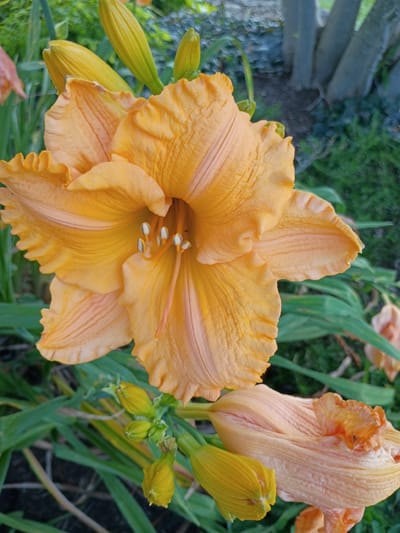 The image shows a close-up view of several orange daylilies. The main subject is a fully bloomed orange daylily in the foreground, with its petals unfurled and displaying intricate textures and delicate ruffles. Several buds are visible, some tightly closed and yellow, others beginning to open and showing hints of orange. In the background, another partially opened orange daylily is present, along with lush green foliage. The lighting suggests it might be daytime, possibly morning or late afternoon, given the soft illumination. The setting appears to be a garden or outdoor space with a naturalistic feel. There are no people or visible text in the image. The overall mood is serene and focused on the natural beauty of the flowers.