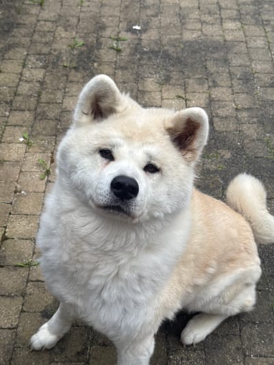 A white Akita dog is lying on a paved surface, possibly a patio or walkway. The dog is looking up towards the camera. The paving stones are gray, and there is sparse green vegetation growing in between them. There are no people visible in the image. The dog appears to be relaxed. The location is unknown and cannot be determined to be the city of Wattrelos, France.