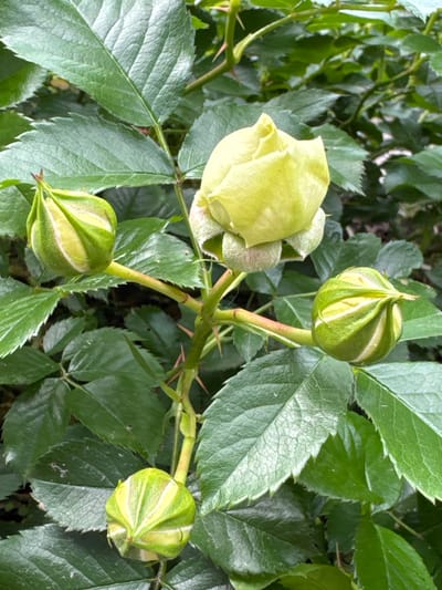 This is a close-up, eye-level, outdoor shot of a rose bush in Steklyannyi, Russia. The image focuses on a light yellow rosebud at the top of the frame, surrounded by several green rosebuds. The rosebuds and the stems are covered in small, reddish-pink thorns. The background consists of lush green rose leaves. The lighting suggests it is daytime with diffused light. There are no people or animals visible in the image.