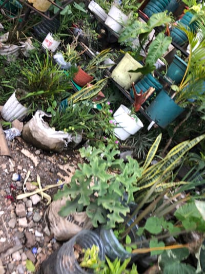 The image shows a cluttered area in Arusha, Tanzania (latitude: -3.366, longitude: 36.684), with a large collection of potted plants. The plants are arranged haphazardly, with many of the pots overturned or broken. The area is covered in a layer of loose gravel and dirt. There is a large white bag, possibly a sack, laying on its side in the foreground, and several plastic bottles are visible as well. There appears to have been some disturbance or damage to the plants, with some of the pots overturned and some of the plants broken.  The scene is chaotic and appears to have been neglected.  The image is taken at ground level, looking up at the plants.
