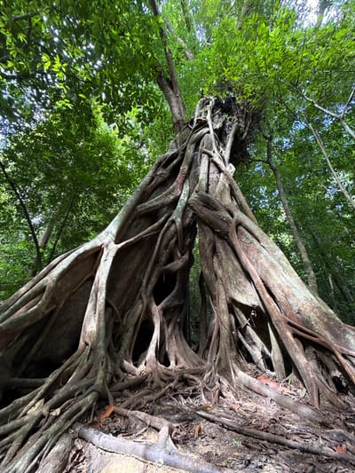 The image depicts a close-up, low-angle view of a large, ancient tree with exposed, gnarled roots that wrap around and engulf a rocky formation. The tree is situated in a dense, green forest environment, with lush foliage visible overhead and in the background, suggesting a humid, tropical climate. Sunlight filters through the leaves, creating dappled light and shadow. The texture of the tree's bark and roots is rough and weathered. The scene appears to be located in Khao Phang, Thailand, a region known for its natural beauty and rainforests. There are no people or animals visible in the image, and the focus is solely on the natural elements.