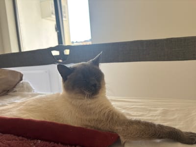 A relaxed seal point Siamese cat is the central subject of this indoor shot. The cat lies stretched out on a white bed with slightly rumpled bedding, appearing to be sleeping or dozing with its eyes closed. Its distinctive creamy-colored body contrasts with its dark brown face, ears, and the visible front right paw/leg. Prominent whiskers frame its peaceful expression.
In the immediate foreground, a part of a reddish or maroon blanket or fabric is visible beneath the cat's chest. Behind the cat, a dark grey, textured fabric barrier, possibly a bed rail or headboard, extends across the frame. To the left, a large window or balcony door allows bright daylight to stream into the room, creating an airy atmosphere. A dark window frame is visible, and below it, a white radiator or similar fixture can be seen. The background beyond the barrier also shows a plain light-colored wall.
The lighting suggests it is daytime, with bright natural light illuminating the scene. The overall mood is serene and tranquil, emphasizing the cat's comfortable state. The setting appears to be a bedroom, possibly located in Antwerp, Belgium. There is no visible text in the image.