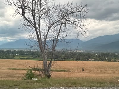 An eye-level, outdoor, full shot captures a barren, deciduous tree in the foreground, its stark branches silhouetted against a dramatic, overcast sky. Behind the tree, a vast field of golden wheat stretches towards a verdant treeline dotted with scattered houses, indicative of rural settlements. In the distance, a range of hazy blue mountains forms the backdrop, their peaks softly blending into the cloudy horizon. The scene is located in the Ismailli District of Azerbaijan. The ground in the immediate foreground is covered in dry grass and gravel. There are no people or animals visible in the frame.