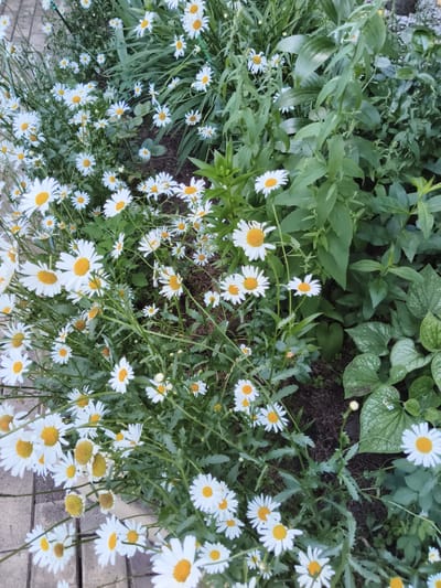 The image shows a close-up view of a garden bed filled with white daisies with yellow centers. The daisies are in various stages of bloom, with some fully open and others still budding. Green foliage and darker, broader leaves are interspersed among the daisies. The ground beneath the plants is dark soil. In the lower left corner, a section of a paved walkway made of grey, rectangular bricks is visible. The scene is outdoors and appears to be a garden in the city of Yur'evo, Russia. There are no people or animals present in the image.