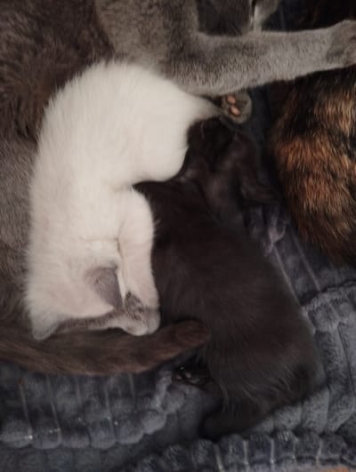 The image shows several cats lying together on a grey, textured blanket. A white kitten is curled up next to a black kitten. Above them, there is a grey cat and a cat with brown and black fur. The image does not provide any information about the location.