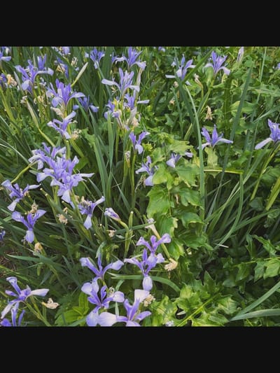 The image shows a dense clump of purple iris flowers with green foliage and some dead leaves. The flowers have delicate, elongated petals and a distinct iris shape. They are predominantly a light purple color, with some appearing lighter due to the lighting. The green leaves are long and slender, typical of iris plants, and some larger, broader green leaves are also visible amongst them. The scene is set outdoors, with natural light illuminating the flowers and plants. There are no people or animals present. The overall impression is one of a natural, overgrown garden or meadow. The location is described as being in the city of Saint-Août, France.