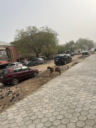The scene is located in Sabon Gari East, Nigeria. It depicts a daytime street environment under a hazy, light grey sky.

In the foreground, a light grey hexagonal paver sidewalk occupies the right side of the image, ascending towards the upper right. Immediately adjacent to the sidewalk, a dirt shoulder exhibits loose soil and scattered refuse. A two-toned goat, primarily brown with a distinct white mid-section, is depicted in mid-stride, moving rightward across this dirt area.

To the left of the goat, a dark red Volkswagen Golf station wagon is parked on the dirt shoulder, facing right. Further into the scene, an unpaved or heavily worn road surface, characterized by dust and numerous depressions, hosts an array of parked vehicles. These vehicles include a dark SUV/minivan with a rear-mounted spare tire, a silver minivan, and several other sedans and minivans of varying colors, predominantly dark or light grey.

The background features a multi-story building with a reddish-brown exterior and a green awning on the far left, displaying a partial sign for "PREM GLORY ASSEMBLY". Multiple large trees with green leaves are dispersed throughout the scene, partially obscuring additional structures in the distance. No human subjects are visible.