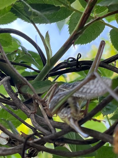 An insect, likely a grasshopper or cricket, is perched on intertwined branches, its wings spread and its legs visible. The insect is predominantly light brown and gray with delicate, veined wings. The background is a blur of green leaves and bright blue sky, suggesting an outdoor setting in daylight. The branches are dark brown and woody, some thicker than others, and are interwoven. There are hints of yellow and white foliage in the background. The image is taken from a low angle, looking up towards the sky and the insect. There is no indication of the city of Krasnyye Barrikady, Russia, in the image or its context.