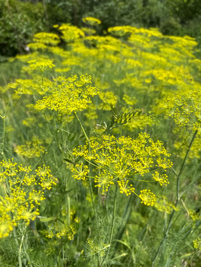 The image shows a close-up, slightly blurred view of flowering dill plants in a field. The dill flowers are small and yellow, clustered in umbels. The background is out of focus, showing green foliage and trees, suggesting an outdoor, natural setting. The location is identified as Мичуринское, Russia. There are no people or animals visible in the image, and no specific actions or interactions are depicted. The scene is a snapshot of the flora in a rural or natural environment.