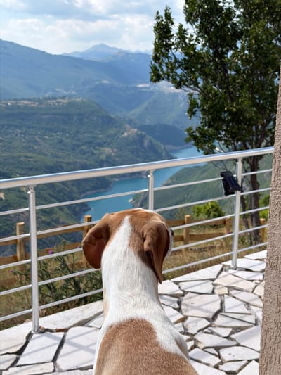The image shows a dog facing away from the camera, looking out at a scenic view of a lake and mountains. The dog is brown and white. The view is from a balcony or patio with a white railing. In the background, there are rolling green hills and a body of blue water. The sky is cloudy. The location is described as Bukovac, Montenegro.