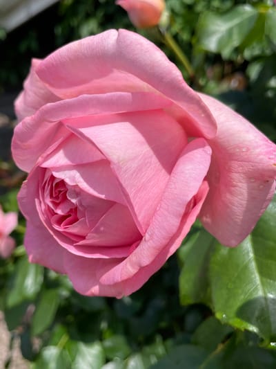 A close-up, low-angle, natural light photograph shows a fully bloomed pink rose in the foreground, with its petals unfurling. The rose is vibrant and detailed, with delicate textures and subtle variations in shade. The background is a blur of green foliage, suggesting a garden setting. A small, out-of-focus pink bud is visible to the left of the main rose. The scene appears to be in Solov'evka, Russia, likely within a private garden or park, given the focus on the single blooming flower. The lighting is bright, indicating a sunny day, and the overall impression is one of natural beauty and tranquility.