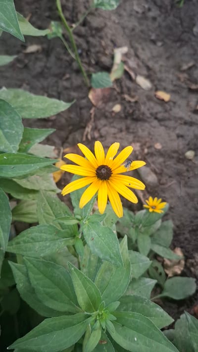 A close-up, vertical shot captures a bright yellow flower with a dark center, likely a daisy or sunflower variety, in the foreground. A small, dark insect with visible wings is perched on one of the flower's petals. The flower is surrounded by lush green leaves. In the background, dark, loamy soil is visible, with a few scattered dry leaves and pebbles. The scene suggests an outdoor setting, possibly a garden or natural area. The location is identified as Shubarssu, Kazakhstan, though there are no visible landmarks or elements within the image that specifically confirm this location. The overall lighting suggests daylight, but it is not harsh.