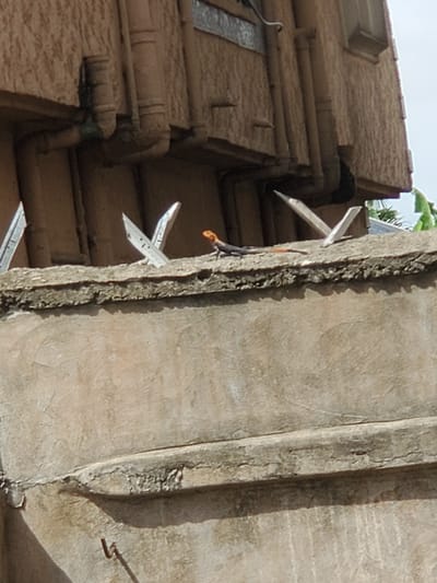 The image shows a close-up of a building's exterior, likely in Atani, Nigeria. The building has light brown walls with visible textures and possible water damage. Sharp, metal anti-climb spikes are attached to the edge of the building, possibly to deter intruders. A small lizard is visible among the spikes. The image also includes some pipes running along the side of the building.