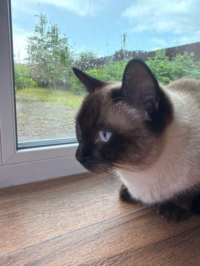 A Siamese cat with blue eyes and cream-colored fur, highlighted with dark brown points on its ears, face, and legs, is positioned on a wooden floor looking out a window. The windowpane is streaked with raindrops, obscuring the view of a green, overgrown yard with trees and a fence under a cloudy sky. The scene appears to be indoors, as indicated by the wooden floor and window frame. The cat's gaze is directed outside, suggesting an interest in the weather or the external environment. The overall impression is one of a domestic setting, possibly a home in a suburban or rural area.