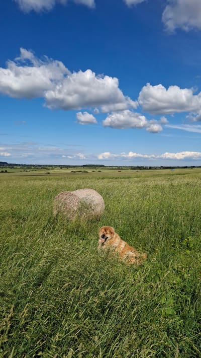 The image depicts a rural landscape in Kempelevo, Russia, under a bright blue sky dotted with fluffy white clouds. The scene is dominated by a vast, green field with tall grass, suggesting it might be summer. In the foreground, two large, round hay bales are visible, indicating agricultural activity.

To the right of the hay bales, a golden-colored dog is lying in the grass, with its mouth open and tongue out, appearing to pant or be playful. The dog is partially obscured by the tall grass, adding a sense of candidness to the shot. The setting is a sunlit, open field, likely a meadow or pasture, with a distant treeline and hints of structures or a road in the far background, suggesting the edge of a settlement or farmland. The overall mood is relaxed and idyllic, capturing a moment of a dog enjoying the outdoors. The time of day appears to be daytime, given the bright sunlight and clear sky. There is no visible text in the image.