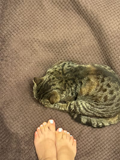 In a top-down view, a tabby cat is curled up asleep on a textured brown blanket, its body forming a tight ball. To the right of the cat, a person's feet are visible, with toenails painted white. The scene appears to be indoors, likely in a home, given the presence of a blanket and a pet. The lighting suggests it could be daytime, but there are no definitive indicators of the time of day or weather conditions. The overall mood is peaceful and relaxed, with the cat appearing comfortable and the person's feet positioned close by. No visible text is present in the image. The location is identified as Nogir, Russia.