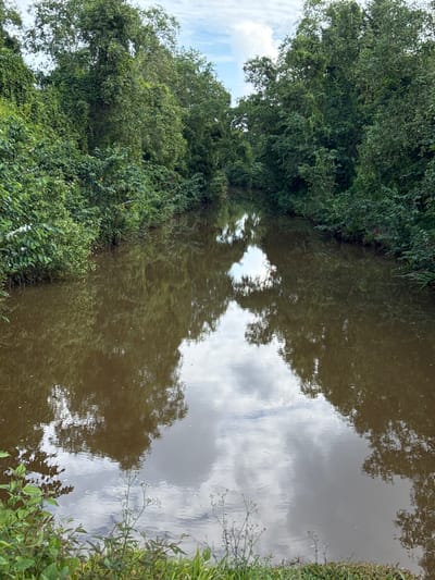 A tranquil, narrow waterway, likely a canal or small river, winds through a lush, green, jungle-like environment. Dense foliage, primarily trees and various undergrowth, crowds both banks, creating a shaded, verdant corridor. The water itself is a murky brown, reflecting the surrounding vegetation and the overcast sky with scattered white clouds. Small, delicate plants and grasses grow along the immediate edge of the waterway in the foreground. The scene evokes a sense of remoteness and natural beauty, consistent with the rural settings found near Angulugaha Junction, Sri Lanka. There are no people or man-made structures visible in the image.
