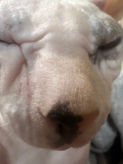 The image is a close-up, high-angle shot of the face of a dog, likely an English Bulldog, resting on a soft, textured surface. The dog's face is the primary subject, with its characteristic wrinkles and muzzle prominently featured. The coloring is predominantly white with patches of tan and dark brown on its nose and forehead. The lighting is soft and appears to be indoors. There are no people visible, and the background is blurred, suggesting an indoor setting, possibly a home environment in Togliatti, Russia. The dog appears to be relaxed and possibly asleep. Notable details include the texture of the dog's fur and skin, the wrinkles on its face, and the dark markings on its muzzle. The image does not contain any visible text.