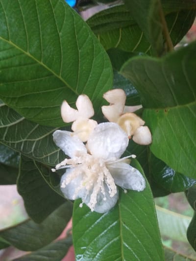 A close-up captures a guava plant in full bloom. Lush, dark green leaves with prominent veins surround two flowers. One flower, pristine white with numerous stamens, is fully open. The other flower, cream-colored, appears less vibrant and partially closed. The leaves exhibit a glossy sheen, hinting at moisture. The scene is bright and vibrant, highlighting the intricate details of the plant's foliage and floral structures.