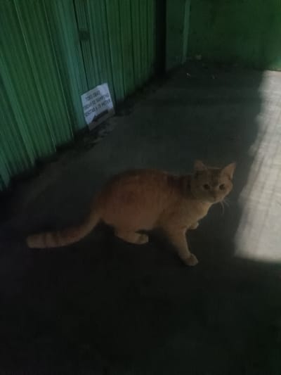 An orange tabby cat is standing on a dark, paved surface, looking towards the camera. The cat is in the foreground, with its body angled slightly to the right. Behind the cat, to the left, is a green corrugated metal fence. A white sign is attached to the fence, with text in Indonesian that translates to "TOKO OBAT PINDAH KE SAMPING SEKITAR ± 70 METER" which means "DRUG STORE MOVE TO THE SIDE AROUND ± 70 METERS". The background to the right is dark and out of focus, with some light reflecting off a vertical surface. The scene appears to be an outdoor alley or walkway in Depok, Indonesia, possibly near a business.