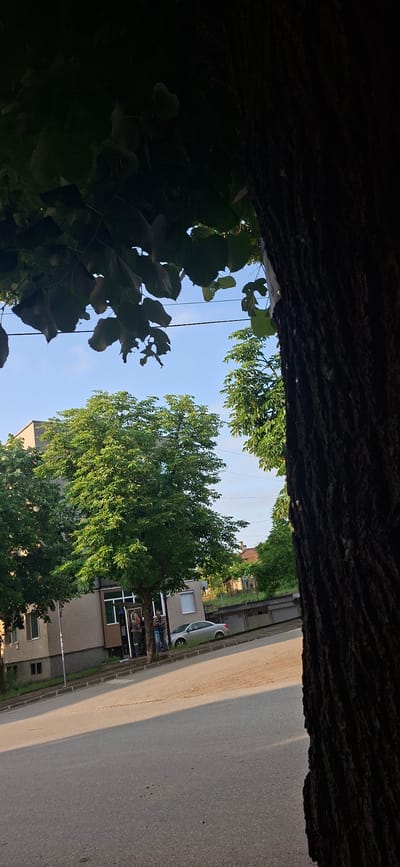 The original image is rotated 90 degrees clockwise from its natural orientation. When viewed correctly, it depicts a street scene in Lyaskovets, Bulgaria, captured from a low perspective, looking out from beneath a dense canopy of trees.

The view is framed on the left and right by dark, textured tree trunks and abundant green foliage. In the middle, a bright, clear blue sky dominates, traversed by thin black lines, likely power or communication cables. More lush green trees are visible on both sides below the sky.

On the right side of the frame, a paved road runs horizontally, showing a distinct diagonal line separating a sunlit stretch from a shaded area. This, along with the bright sky and warm tones on the trees, indicates late afternoon or early evening light. A light-colored car is parked along the street. Adjacent to the road, several buildings are visible, including a multi-story structure with prominent window frames. In front of one of these buildings, near a tree, at least two individuals are present: one wearing a striped shirt, and another with lighter hair, possibly engaged in conversation or a casual activity.

The scene conveys the atmosphere of a quiet, tree-lined street in a town on a clear day. No visible text is legible in the image.