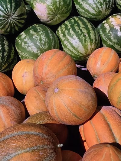 A pile of watermelons and cantaloupes are displayed outdoors in Voluntari, Romania. The fruits are a mix of green striped watermelons and orange-colored cantaloupes, some with netting. The watermelons are larger and rounder, while the cantaloupes are slightly more oval and have a rougher texture. The scene is illuminated by natural sunlight, casting shadows on the fruits. The background is dark and out of focus, emphasizing the fruits as the main subjects.