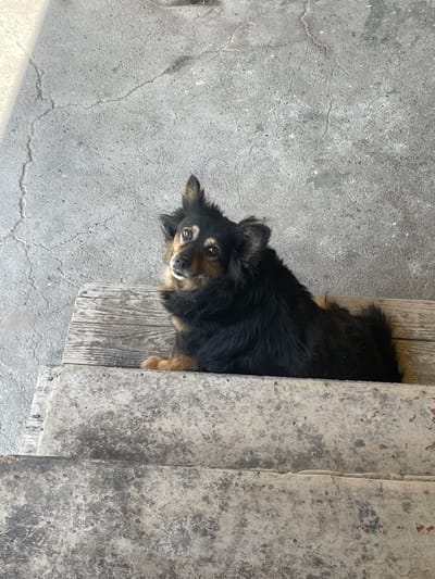 A medium-sized dog with black and tan fur is lying on a weathered wooden surface, which appears to be steps or a bench, against a cracked concrete background. The dog is positioned in the center of the frame, facing left and looking upwards with a curious expression. Its ears are perked, and its tail is not visible. The lighting suggests an outdoor setting, possibly in a city. The overall scene is simple and natural, with no prominent signs of human activity in the immediate vicinity of the dog. The location is not specified as Alagir, Russia in the image.