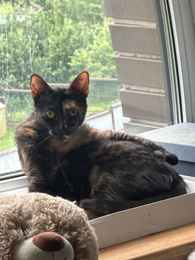 A tortoiseshell cat with green eyes is sitting on a windowsill in an apartment in Khvoynoye K.P., Russia. The cat is facing the camera, with its ears perked up. The windowsill is made of white plastic and is cluttered with a fluffy beige teddy bear and a white plastic container. Outside the window, lush green trees can be seen, suggesting a rural or suburban setting. The windowpane is slightly wet, possibly from rain. The brickwork of an adjacent building is also visible. The lighting suggests it is daytime, with overcast conditions.