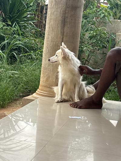 A man with dark skin is standing barefoot on a light-colored tiled surface. He is wearing shorts and appears to be petting a long-haired, white dog. The dog is sitting on the tiled surface, next to a light-colored pillar. Green foliage is visible in the background. A small piece of white paper is lying on the tiles. The image was possibly taken in the city of Ikot Ekpene, Nigeria.