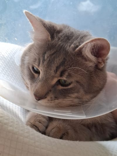 A domestic cat is wearing a clear plastic Elizabethan collar. The cat is light gray, with visible stripes on its head. Its eyes are green. The cat is lying on a white, textured surface. The location of the image is not discernible from the image. There is no data in the image related to the city of Novi Sad, Serbia.