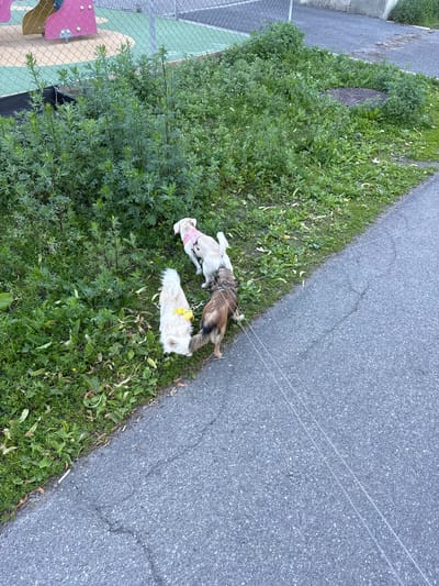Three dogs are on leashes walking on a paved path next to a patch of overgrown green vegetation. The dog in the back is white and wearing a pink harness. The dog in the middle is light brown and white, and the dog in the front is a mix of brown and white with a fluffy tail. They are in a grassy area with some scattered dry leaves, and there is a playground structure visible in the background. The paved path has tire tracks on it. This is an outdoor scene, likely in a park or residential area.