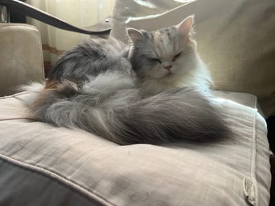 A fluffy, long-haired cat rests on a striped cushion. The cat's fur is a mix of grey, brown and white. It has a partially closed expression. The background includes a pale chair and a soft, diffused light. The location in the city of Panagyurishte, Bulgaria is not evident from the image.
