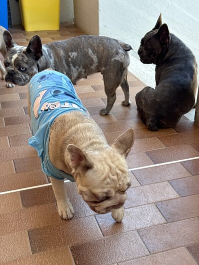 Four French Bulldogs are on a tiled patio. Two of the dogs are brindle, one is fawn, and the fourth's coloring is not fully visible. One of the brindle dogs is in the foreground, and its back is to the camera. It is wearing a light blue t-shirt with a cartoon character and polka dots. The fawn dog is to its right, facing away from the camera. It is lying down, with its head resting on its paws. The third brindle dog is in the upper left of the frame, with its head down as if sniffing the ground. The fourth dog is only partially visible at the bottom of the frame. The scene appears to be outdoors, with a wall and some yellow and blue objects in the background. The lighting suggests it is daytime.