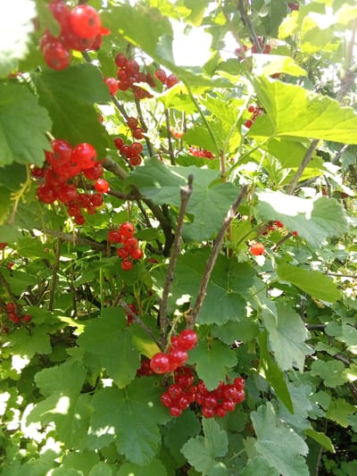 In the city of Altai, Kazakhstan, a close-up shot captures a branch of red currants. The vibrant red berries are clustered together, some appearing plump and ripe, while others are smaller and still developing. Lush green leaves surround the fruit, their veins clearly visible. The sunlight filters through the foliage, casting dappled shadows and highlighting the glossy surface of the berries. The image is taken from a slightly low angle, looking up into the plant. The background is blurred, suggesting a natural outdoor setting, likely a garden or wild growth. There are no people or animals visible in the frame. The focus is entirely on the red currants and their immediate surroundings.