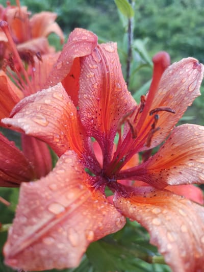 The image is a close-up, macro photograph of an orange lily flower covered in water droplets. The flower is the primary subject, with its petals prominently displayed. The droplets of water cling to the surface of the petals, reflecting the light and adding a sense of freshness and dewiness. The center of the lily, with its stamens and pistil, is also visible.
The background is softly blurred, suggesting a garden setting with green foliage. The lighting appears to be natural, possibly from early morning or late afternoon, as the light is soft and diffused. The overall mood is tranquil and serene, highlighting the natural beauty of the flower. There are no people, text, or specific events depicted in the image. The location context of Talitsa, Russia, implies the flower is likely growing outdoors in a temperate climate.