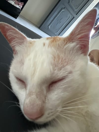 The image displays a close-up, downward-angled shot of a sleeping cat in an indoor setting within Cam Đức, Vietnam. The primary subject is a cat, predominantly white-furred with distinct ginger or orange patches on its forehead and the tops of its pointed ears. The cat's eyes are closed, indicating sleep or rest, and its pink nose is prominent. White whiskers extend from its left cheek, visible against a dark, undefined surface that the cat is resting on, likely a piece of furniture.
In the blurred background, to the top left, a dark open container or bin is visible, containing light-colored items, possibly clothing. To the top right, a dark grey or black door or cabinet panel is present, featuring ornate rectangular framing and a central, stylized cross or star-shaped emblem. The overall lighting suggests an indoor environment. No human figures are present.