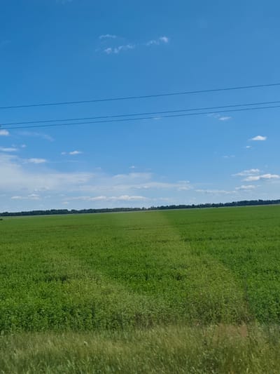 The image depicts a vast, verdant agricultural field under a clear blue sky dotted with sparse white clouds. In the foreground, a strip of taller, dry grass runs horizontally across the bottom of the frame. The main body of the image is dominated by a large, uniformly green field, likely planted with crops or pasture, stretching towards a distant treeline. Power lines are visible as thin, dark horizontal lines against the sky in the upper portion of the image, suggesting the proximity of infrastructure. The scene is set in an open, rural environment, consistent with the description of Салонскі сельскі Савет, Belarus, an area characterized by agricultural landscapes. There are no people or animals visible in the frame, and no actions or interactions are occurring. The overall impression is one of a peaceful, sunlit day in the countryside.